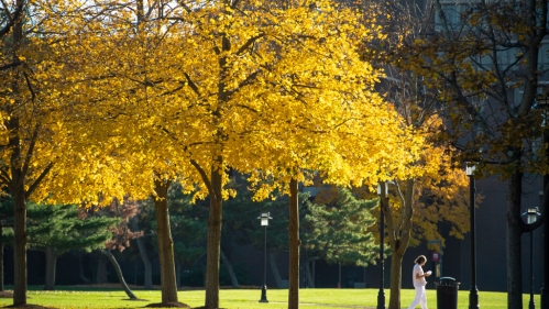 View of trees and park