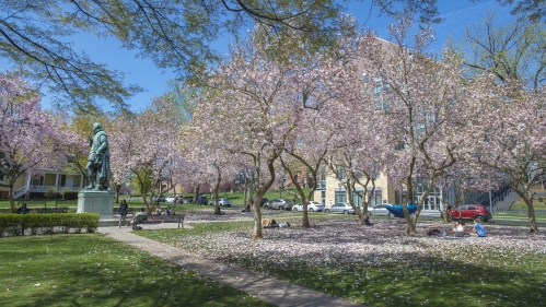 Magnolia trees in bloom on Voorhees Mall surrounding statue of Willie the Silent on an early spring day.