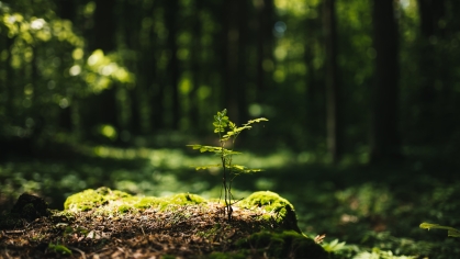 stock image of a tree sprout in the middle of a forest